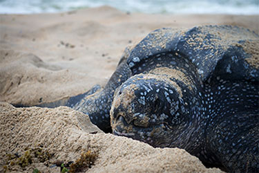;Leatherback turtle Photo by Patrick Callbeck;