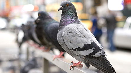 ;The Secret Life of Pigeons on CBC`s The Nature of Things;